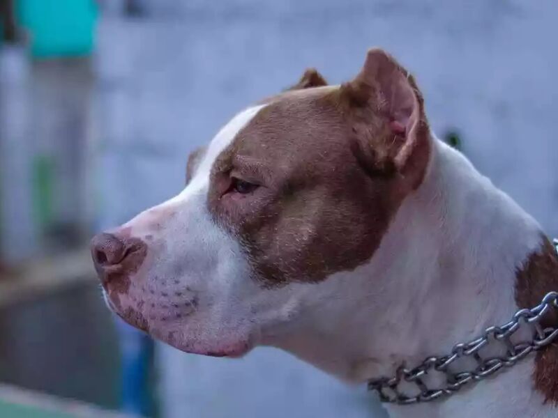 Ap S Mordida De Pitbull Homem Tem Fal Ncia De M Ltiplos Rg Os E Morre