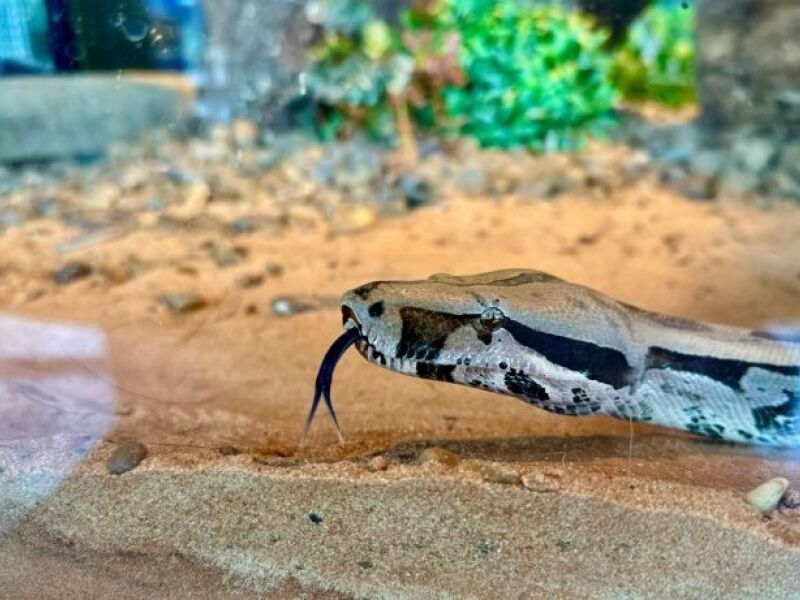 Jiboia De Metros A Nova Embaixadora Do Bioparque Pantanal Jd