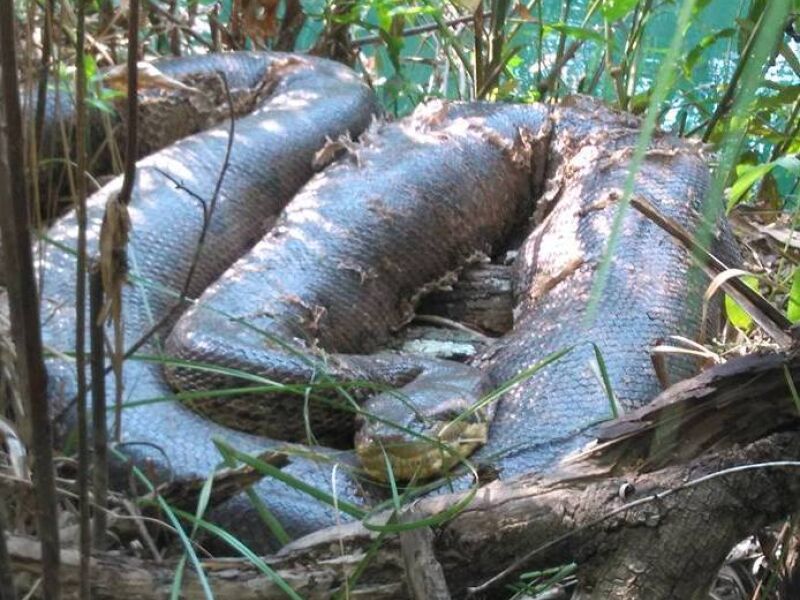 Vídeo sucuri de 7 metros é vista em balneário de Bonito JD1 Notícias