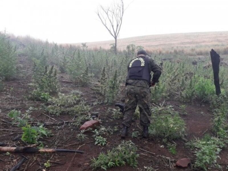 Polícia paraguaia encontra 10 hectares de maconha plantados na