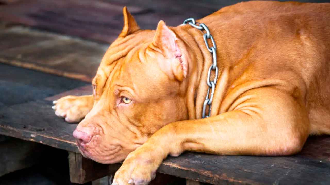 Cachorro fica as vísceras expostas após ser atacado por pitbull em