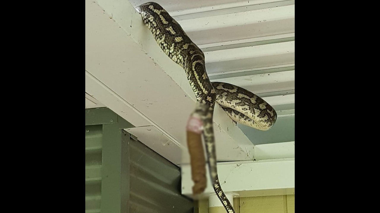 Foto De Cobra Cagando Viraliza Nas Redes Sociais E Choca Internautas