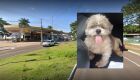 Mulher resgata doguinho perdido na Mato Grosso e procura dono