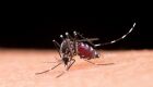 Aedes aegypti, mosquito causador da dengue e de outras arboviroses, como zika e chikungunya