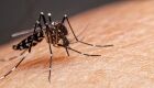 Dengue: MS tem mais uma morte pela doença