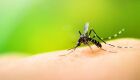 Pesquisadores desenvolveram macho do Aedes Aegypti