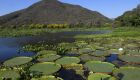 Nova lei busca proteger o Pantanal sul-mato-grossense