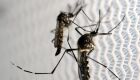 Aedes aegypti, o mosquito da dengue