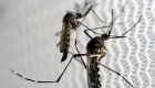 Mosquito Aedes aegypti