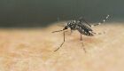 Casos de dengue crescem no Brasil