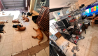 Sobe para 560 o número de animais encontrados em 'ONG' da Capital