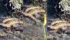 Cobra gigante foi encontrada às margens do rio sucuri