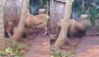 JD1TV: Casal de pitbulls invade residência e mata cachorro no Jardim Columbia