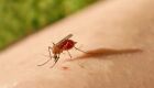 Virus da Febre Oropouche é transmitido por mosquito