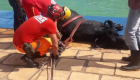 Búfala é flagrada dentro de piscina de clube