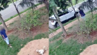 Viu o Link? Animal estava na calçada de casa e é levado por jovem; assista