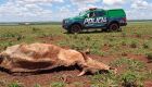 Dono de fazenda deixa gado morrer de fome e é multado em R$ 15 mil pela PMA