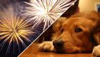 Fogos de artifício: Como ajudar cães a enfrentar o medo 