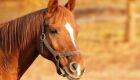 Homem é resgatado após levar coice de cavalo em fazenda do Pantanal