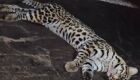 Animal tinha sinais de atropelamento