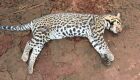 Animal foi deixado nas margens da rodovia