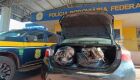 Mais de 70 kg de cabelos humanos são apreendidos pela PRF em Miranda 