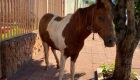 Após capturado, o cavalo foi amarrado em uma árvore na Rua Saldanha Marinho
