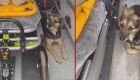 JD1TV: Fiel, cadela cuida e acompanha o dono em ambulância após acidente