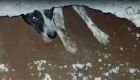 JD1TV: Cachorro fica preso em buraco de calçada e é resgatado pelo Corpo de Bombeiros em MS