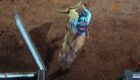Campeão garantirá vaga para o Rodeio de Barretos, em São Paulo