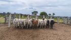 Polícia apreende gado furtado e armas de fogo em fazenda de Rio Verde