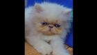 Viu o Leo? Gatinho de menina com autismo desaparece na Vila Glória, na Capital