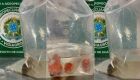 Homem é preso tentando entrar no Brasil com peixes ornamentais em mala