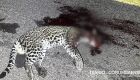 Animal foi morto atropelado na rodovia