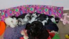Animais disponíveis para adoção