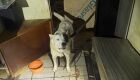 Mulher é presa por maus-tratos aos animais em Dourados