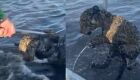 Filhote de onça é resgatado no meio de rio por pescadores em MS