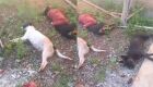 JD1TV: Cachorros morrem ao serem envenenados no quintal de casa em Dourados