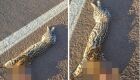 Jaguatirica é encontrada morta em rodovia próximo a Chapadão do Sul