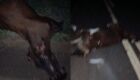 Animais soltos provocaram o acidente e a morte do bebê