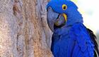 Arara-azul é oficializada como ave símbolo de Mato Grosso do Sul