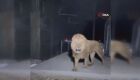 Leão escapa de zoológico na Turquia
