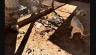 Polícia resgata pitbull que vivia em situação de maus-tratos no Santo Eugênio