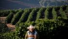 Lavouras de café em Minas Gerais