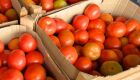 Preços da couve e do tomate caem, mas frio eleva valor da abobrinha em MS