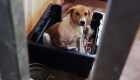 Cachorrinha foi resgatada por uma ONG