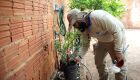 Dengue segue em alta em MS