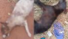 JD1TV: Casal de pitbulls soltos assusta moradores e já matou dois cães no Noroeste