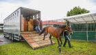 Cavalo era transportado em caminhão | Imagem ilustrativa