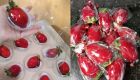 "Febre" do morango passa e preço da fruta começa a cair em MS 